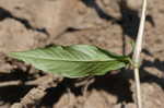 Bristled knotweed